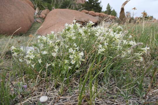 Polemonium brandegeei (A. Gray) Greene resmi