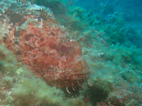 Image of Bigscale Scorpionfish