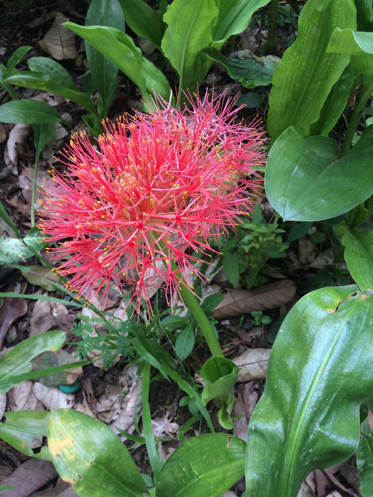 Imagem de Scadoxus multiflorus (Martyn) Raf.