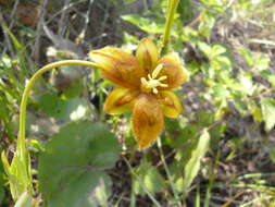 Calochortus purpureus (Kunth) Baker resmi