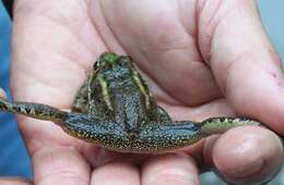 Image of Las Vegas Valley Leopard Frog