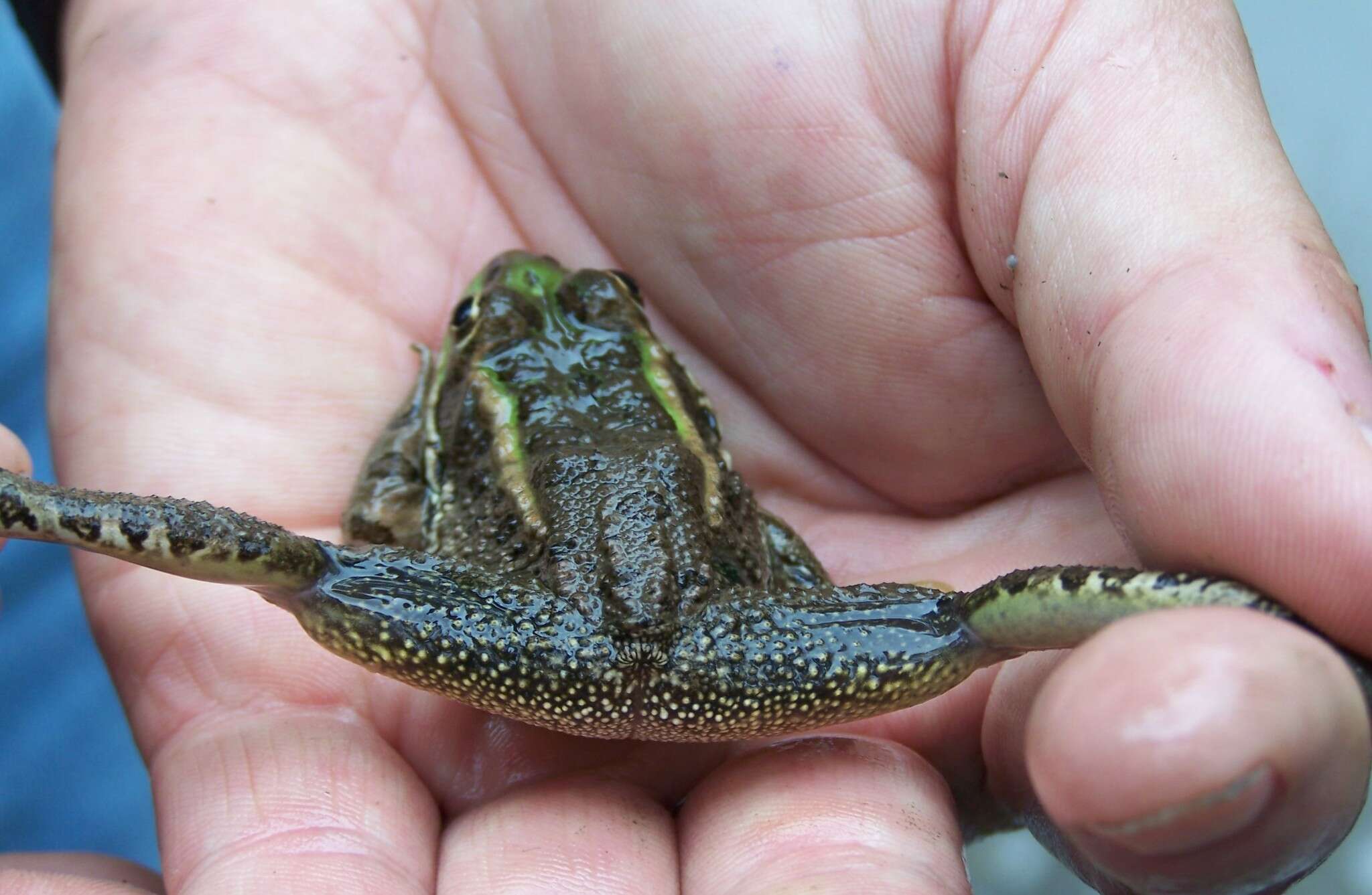 Image de Lithobates fisheri (Stejneger 1893)