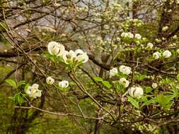 Image of Magic Dogwood