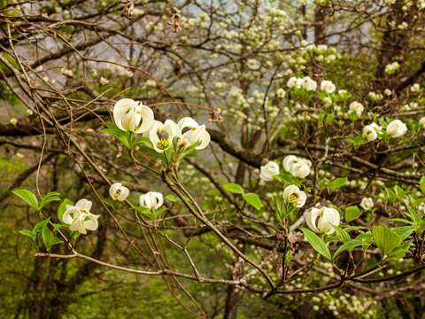 Image de Cornus florida var. urbiniana (Rose) Wangerin