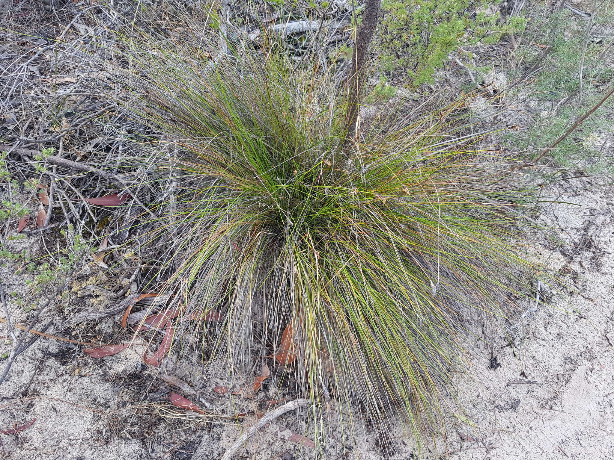 Image of Lepidosperma carphoides F. Muell. ex Benth.