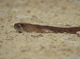 Image of Crotalus ruber ruber Cope 1892