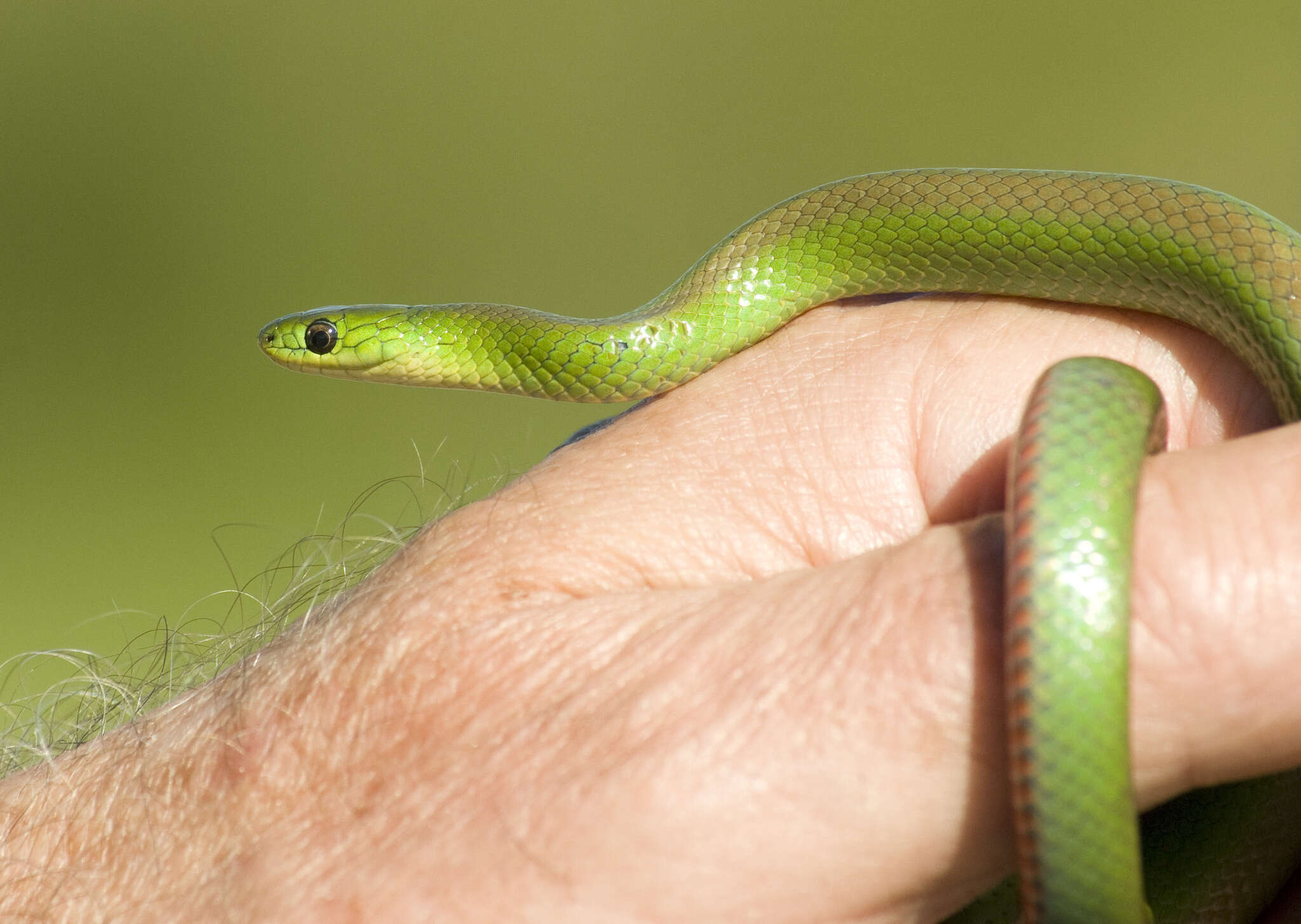 Image de Erythrolamprus jaegeri coralliventris (Boulenger 1894)