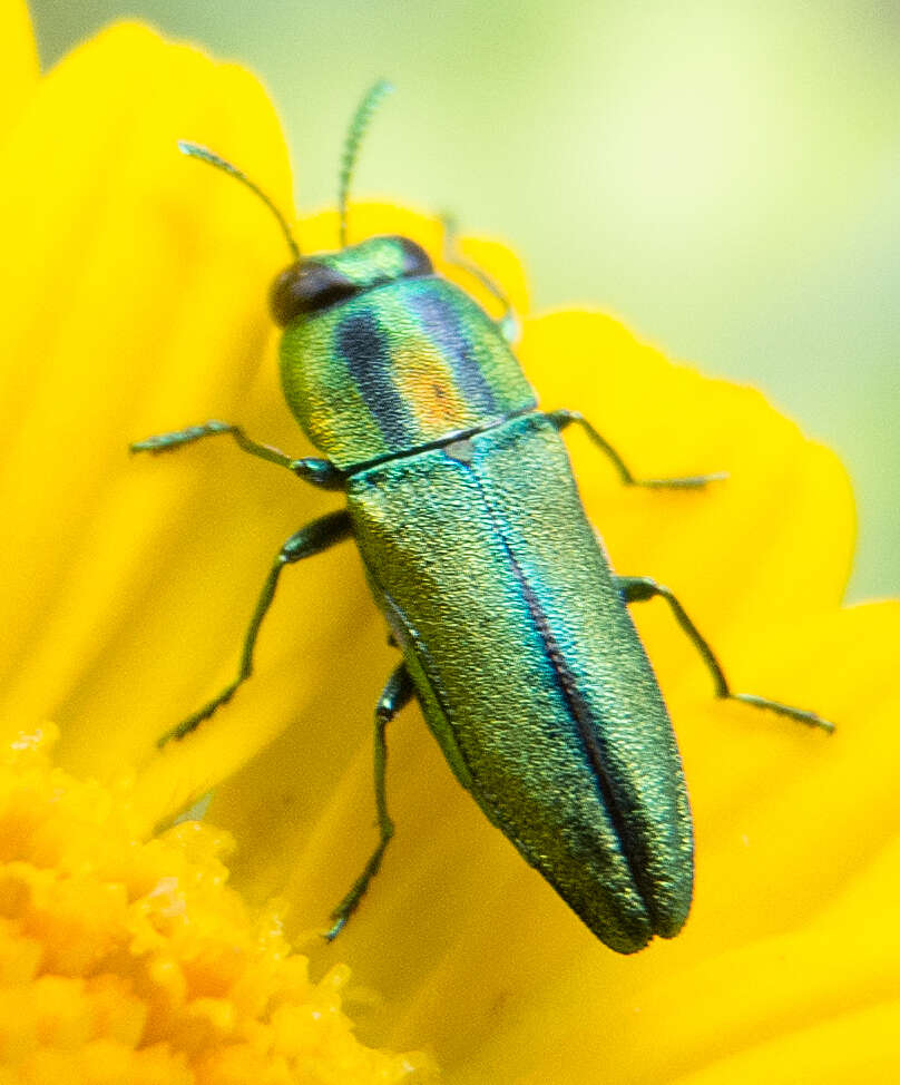 Anthaxia scorzonerae (Frivaldszky 1838) resmi