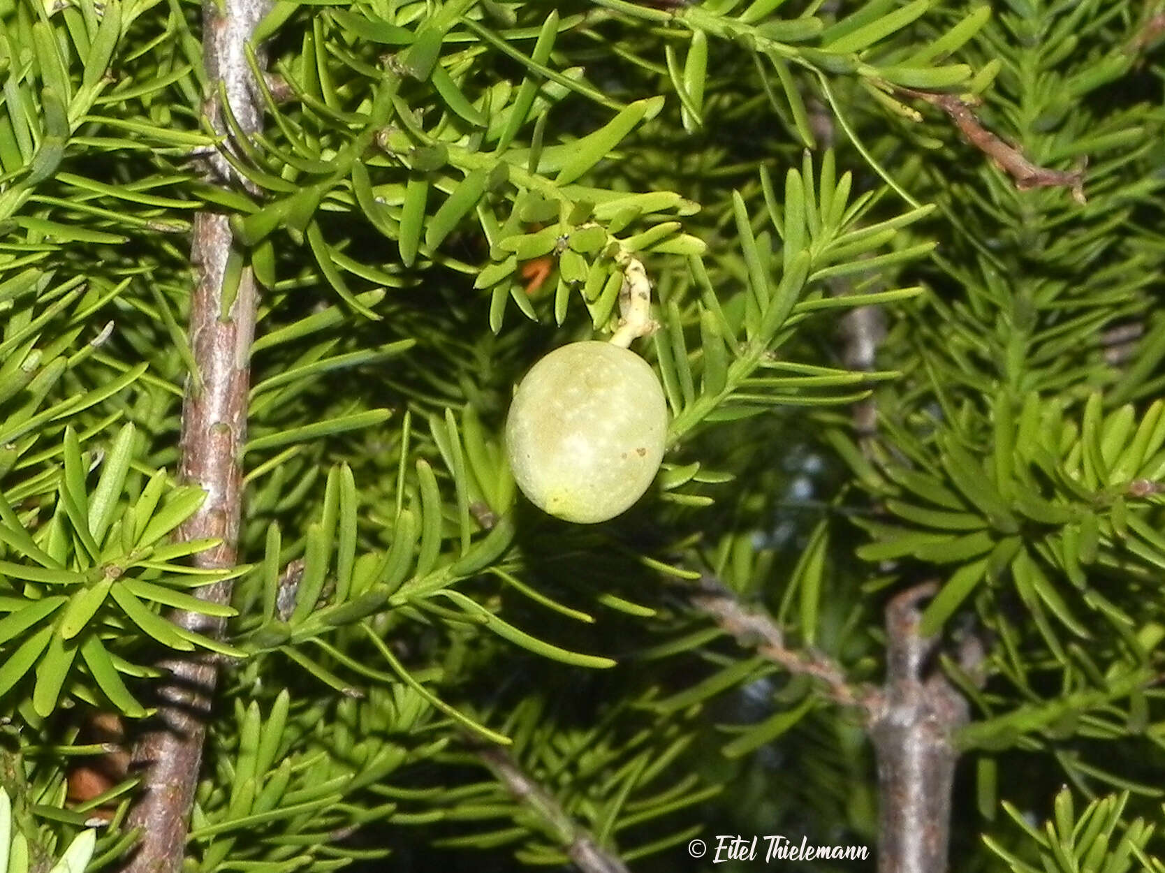 Image de Prumnopitys andina (Poepp. ex Endl.) de Laub.