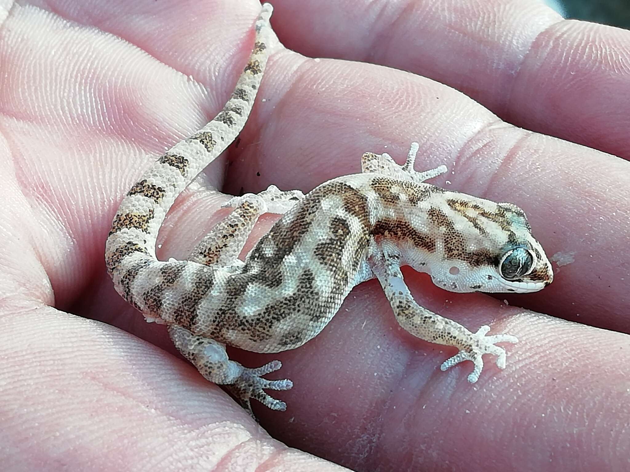 Image de Pachydactylus punctatus Peters 1854