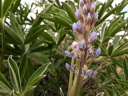 Image of Lupinus albescens Hook. & Arn.