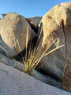 Image of desert needlegrass