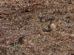 Image of Sykes's Lark