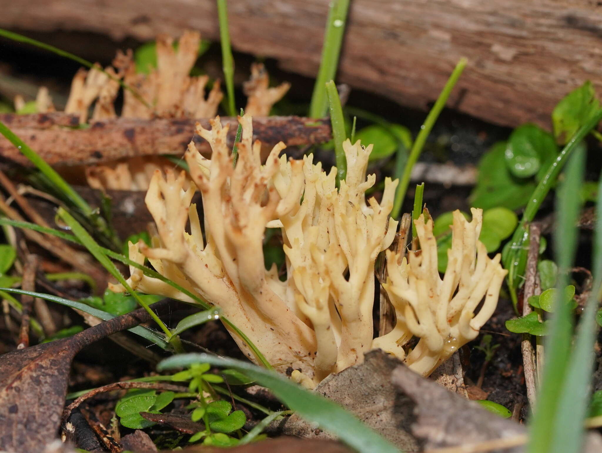 Image of Ramaria lorithamnus (Berk.) R. H. Petersen 1982