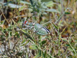 Image of saddle-backed bushcricket