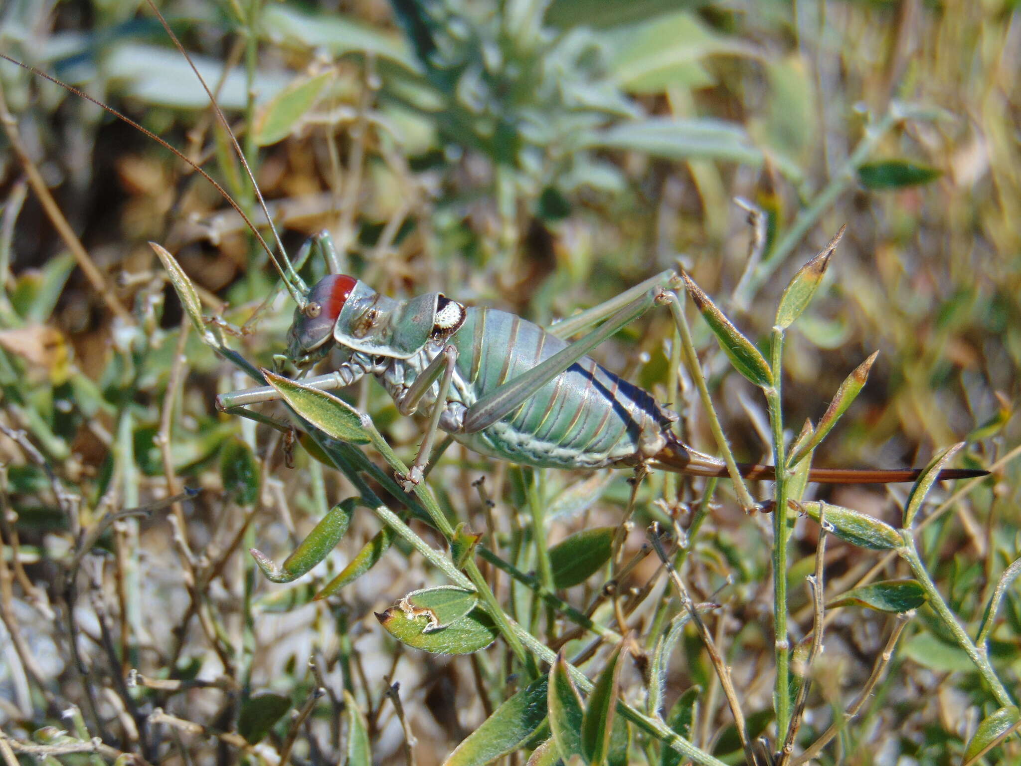 Image of saddle-backed bushcricket