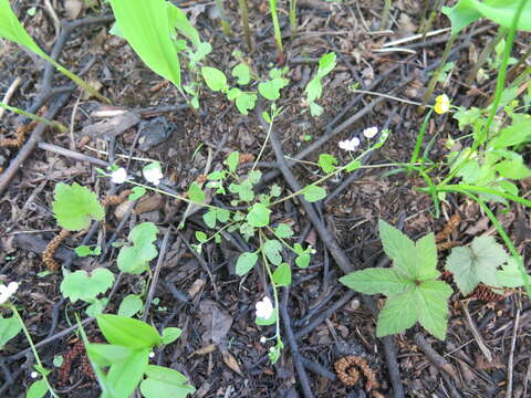 Image of Trigonotis radicans (Turcz.) Stev.