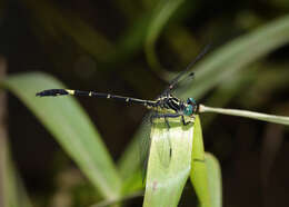 Imagem de Austrogomphus bifurcatus Tillyard 1909