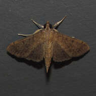 Image of Dusky Herpetogramma