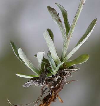 Image de Antennaria carpatica (Wahlenb.) Bluff & Fing.