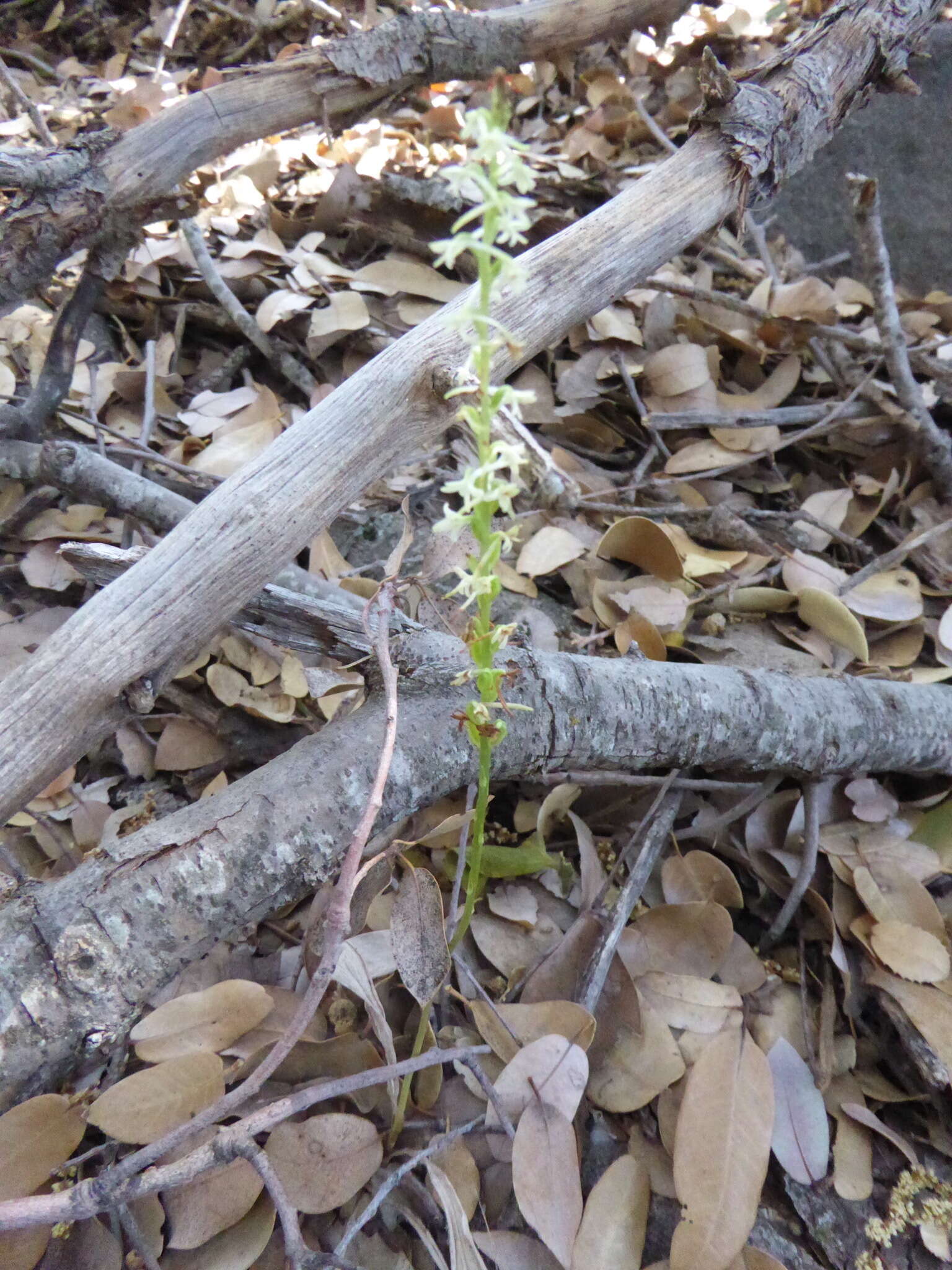 Image of Royal rein orchid