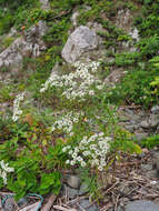 Achillea ptarmica subsp. macrocephala (Rupr.) Heimerl resmi