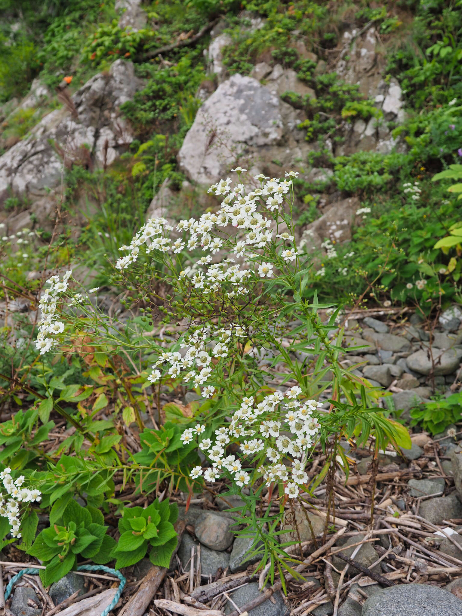 Achillea ptarmica subsp. macrocephala (Rupr.) Heimerl resmi