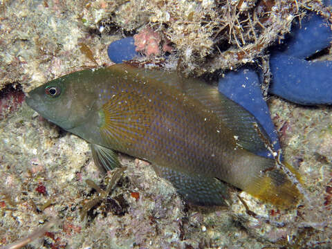 Image de Pseudochromis fuscus Müller & Troschel 1849