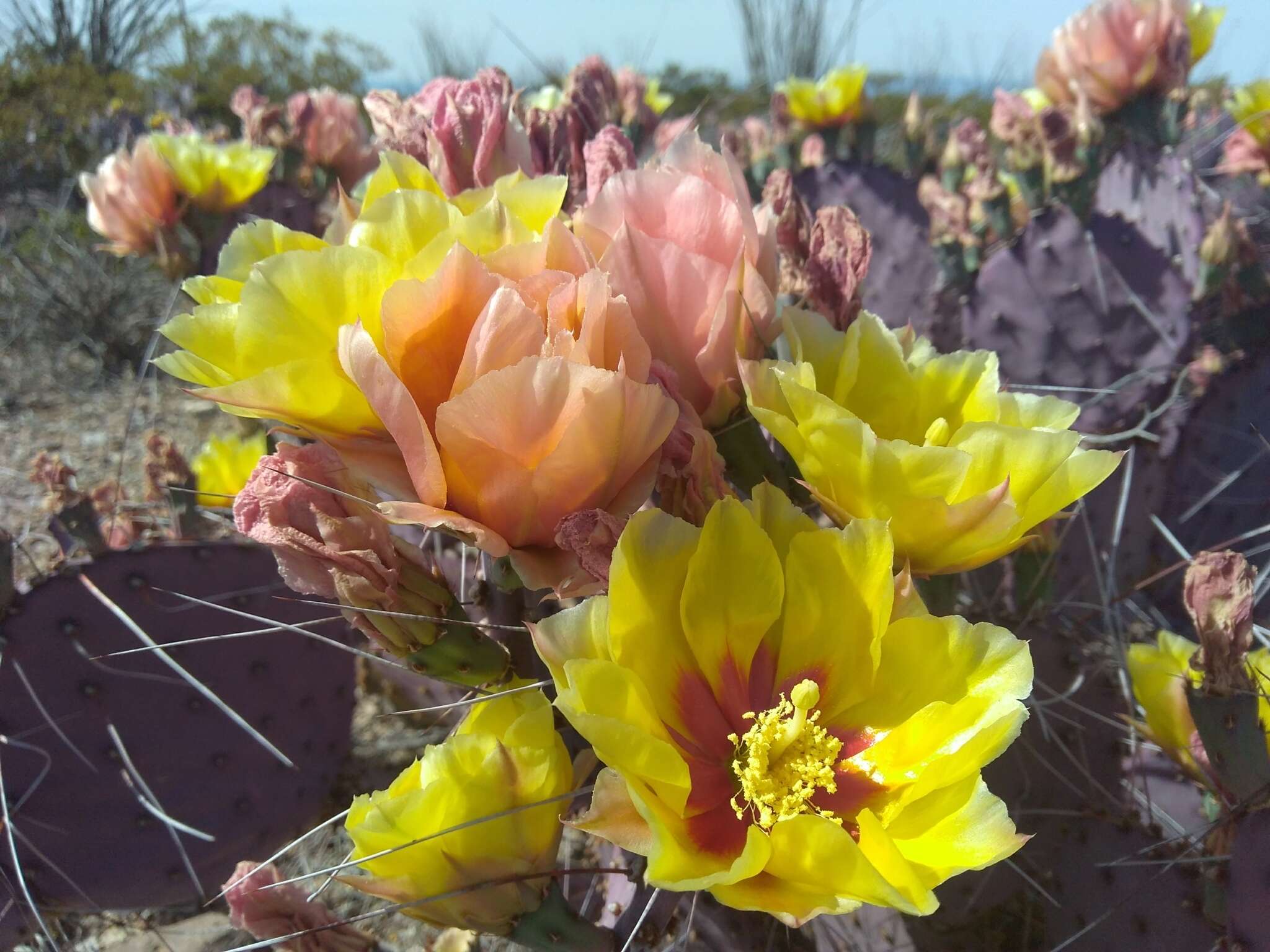 Image of Brownspine Pricklypear