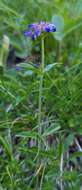 Image of Tolmie's penstemon