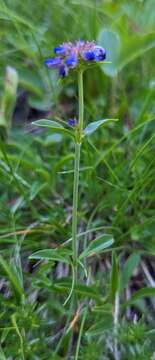 Sivun Penstemon procerus var. tolmiei (Hook.) Cronq. kuva