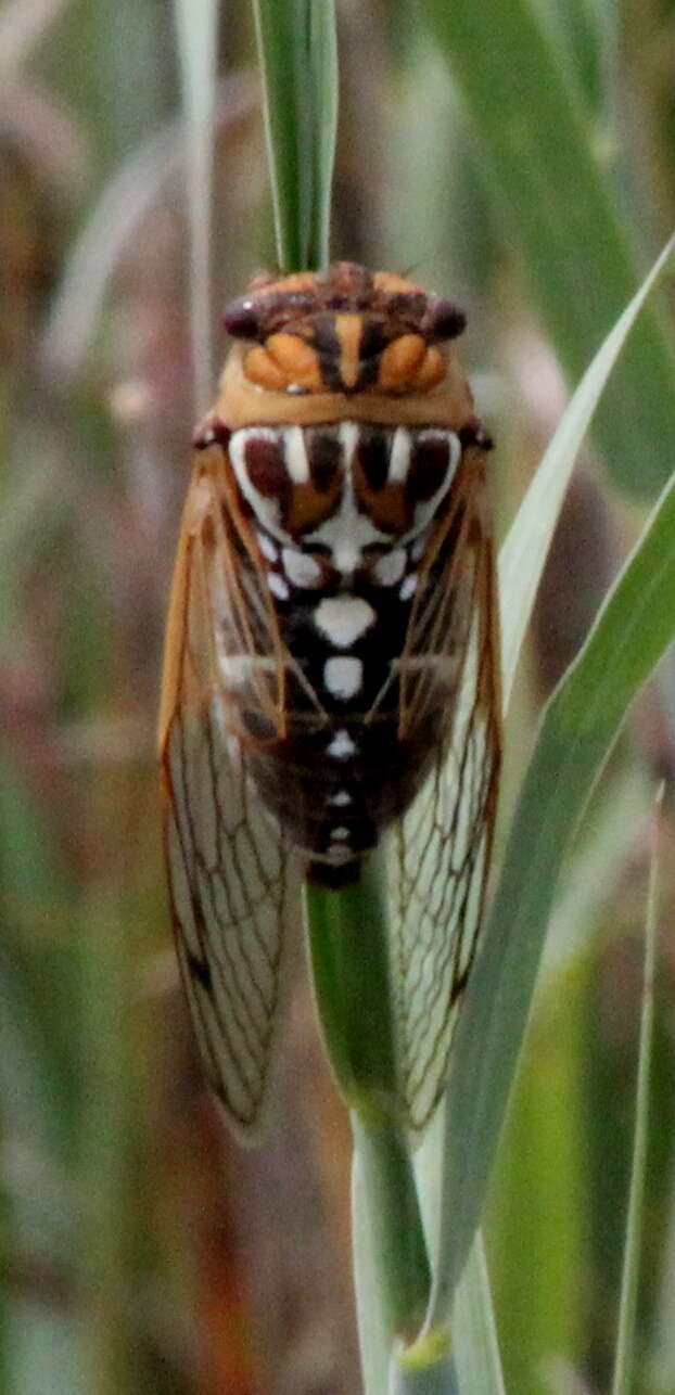 Image of Megatibicen tremulus (Cole 2008)