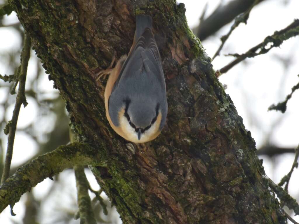 Image of Eurasian Nuthatch