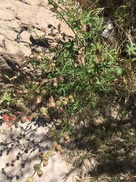 Image of Rusby's globemallow