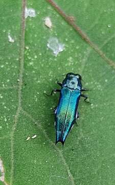 Agrilus acutus (Thunberg 1787) resmi