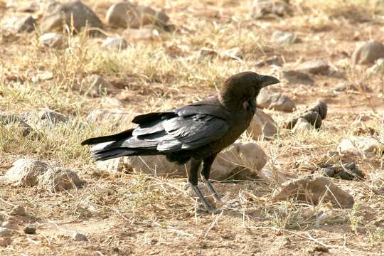 Слика од Corvus edithae Lort Phillips 1895