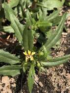 Image of Goodenia pilosa (R. Br.) R. Carolin