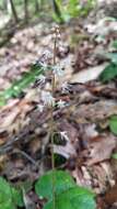 Image of heartleaf foamflower