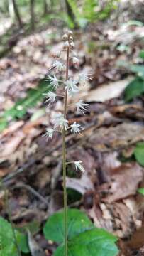 Image of heartleaf foamflower