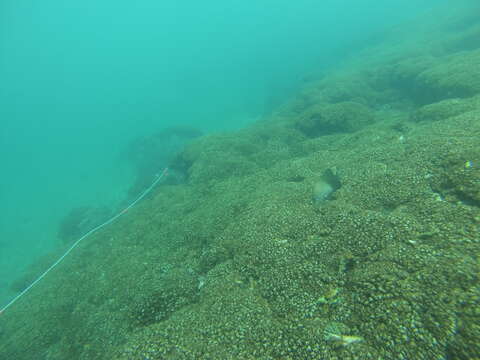 Image of Acapulco damselfish