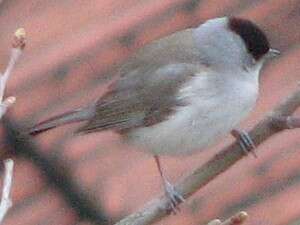 Image of Blackcap