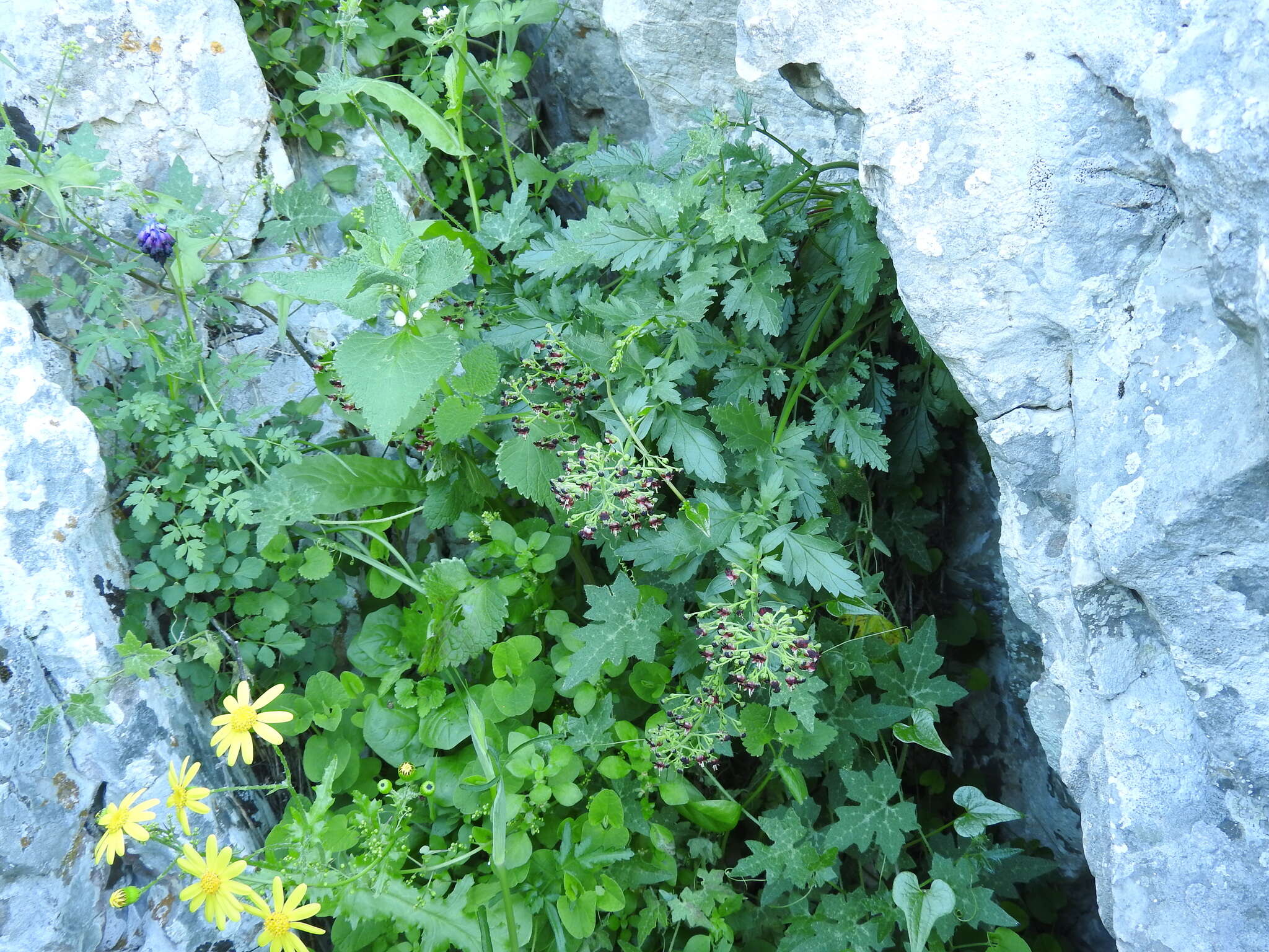 Image of Scrophularia heterophylla Willd.