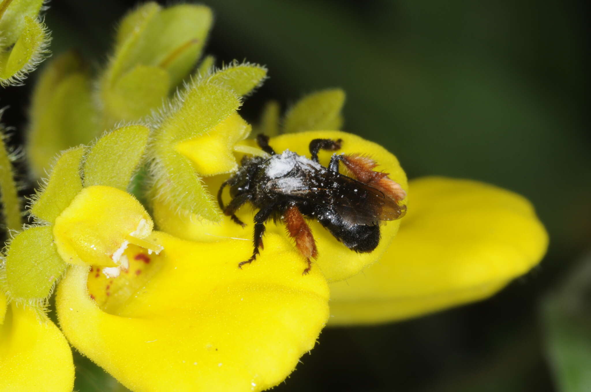 Image de Chalepogenus rufipes Roig-Alsina 1999