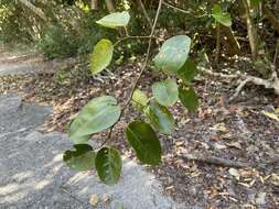 Image of Browne's Indian-Rosewood