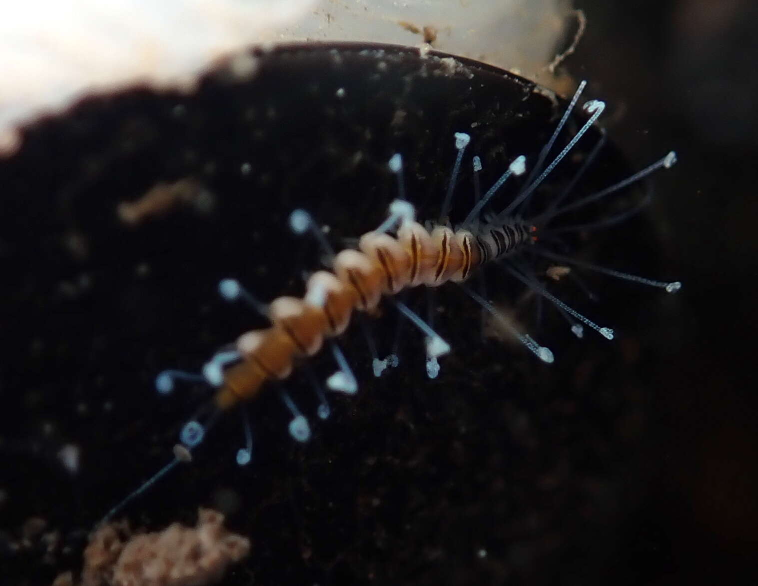 Imagem de Amblyosyllis nigrolineata Okada 1934