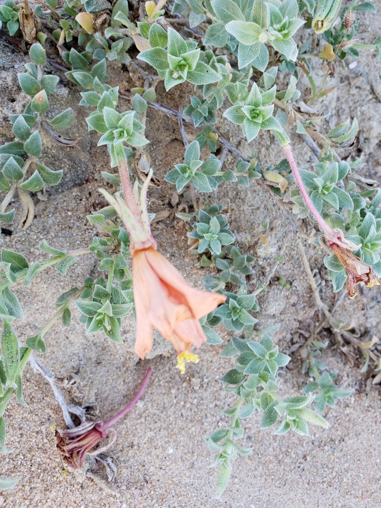 Image of Oenothera drummondii subsp. thalassaphila (Brandegee) W. Dietrich & W. L. Wagner