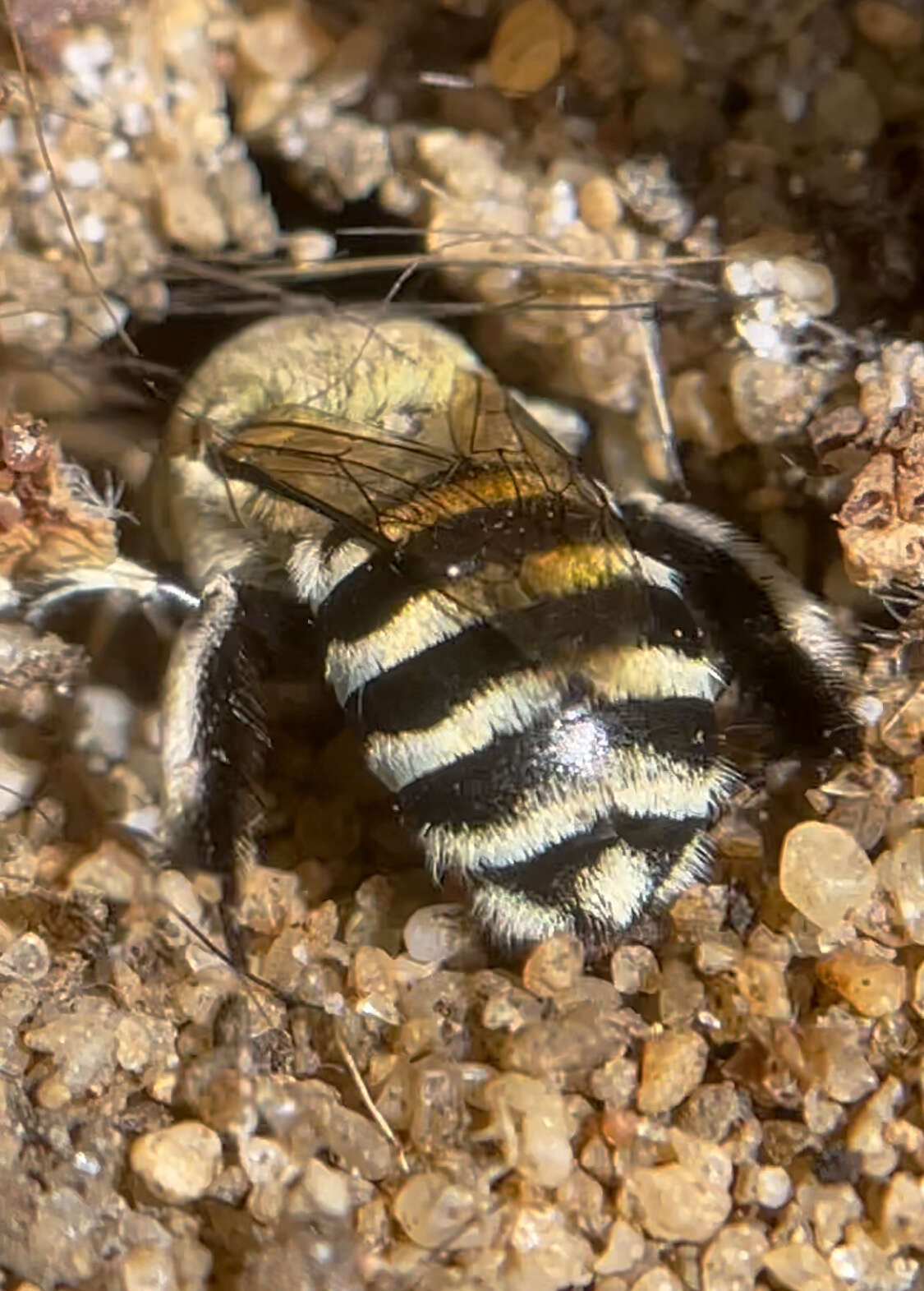 Image of Amegilla chlorocyanea (Cockerell 1914)