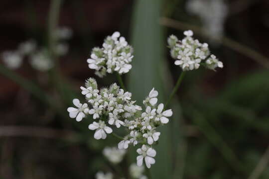 Image of spreading hedgeparsley