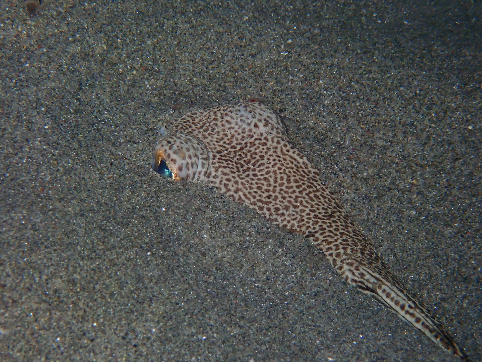 Image of Spotted Weever