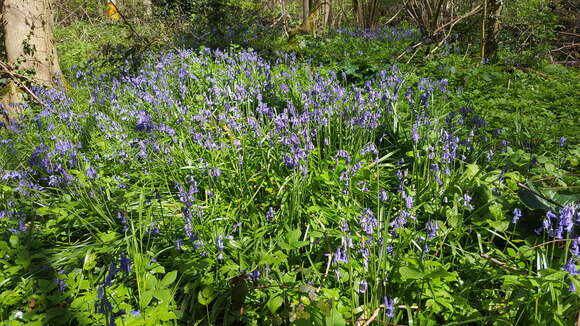 Image of Common Bluebell